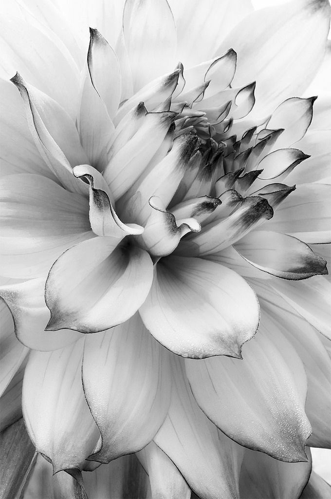 Flowers as BTS hair colours: a short & blossoming thread