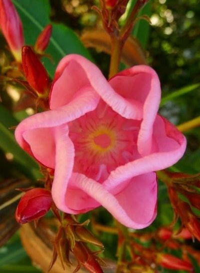 Flowers as BTS hair colours: a short & blossoming thread