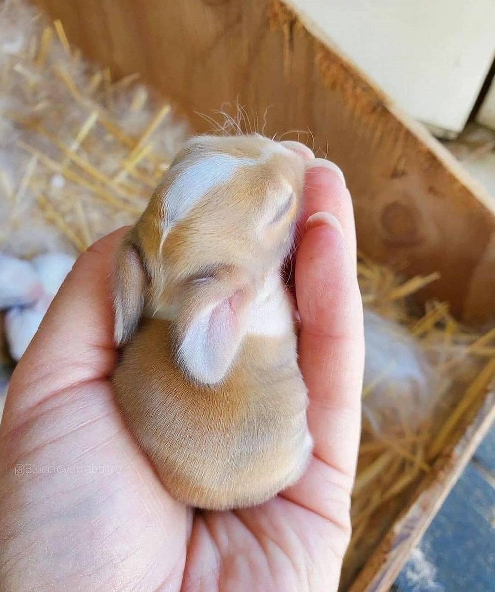 RHCreations's tweet photo. adorable 🥰 https://t.co/fyqJjfklPb