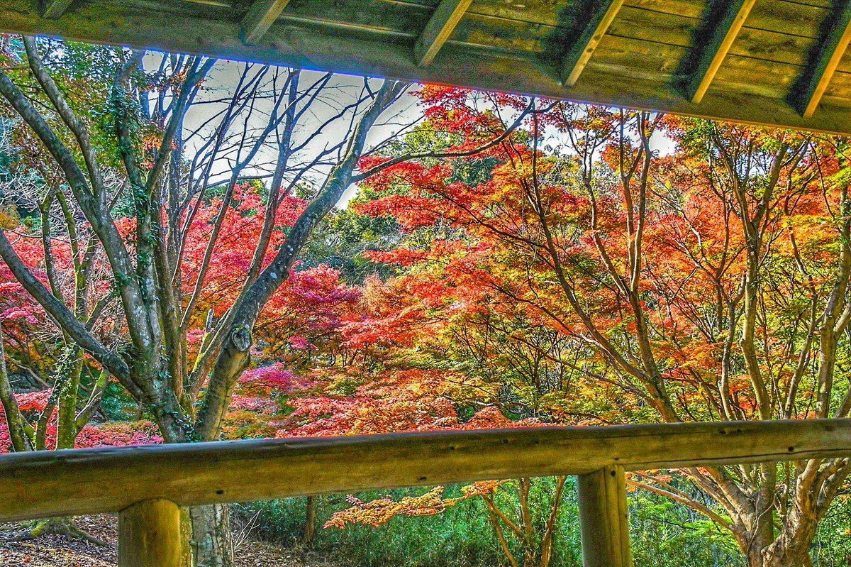 埼玉県寄居町 シティプロモーション担当です 中間平緑地公園の紅葉が見ごろを迎えつつあります 寄居町 紅葉 紅葉 中間平