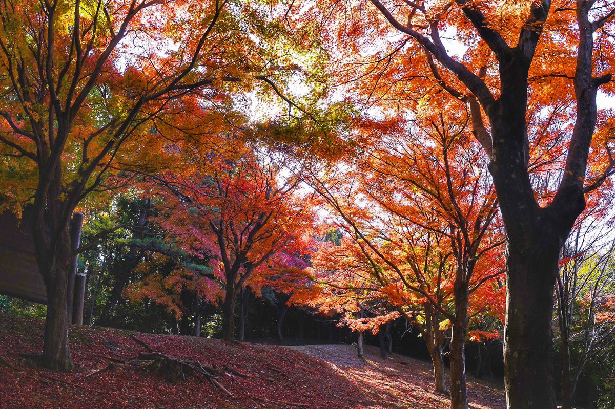 埼玉県寄居町 シティプロモーション担当です 中間平緑地公園の紅葉が見ごろを迎えつつあります 寄居町 紅葉 紅葉 中間平