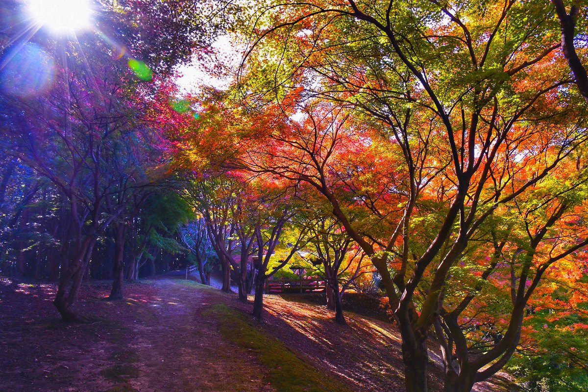 埼玉県寄居町 シティプロモーション担当です 中間平緑地公園の紅葉が見ごろを迎えつつあります 寄居町 紅葉 紅葉 中間平
