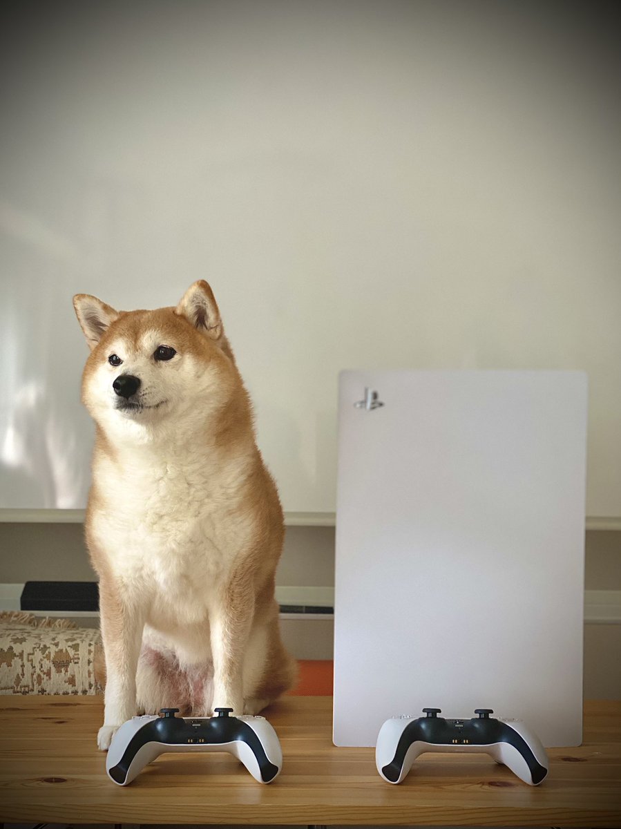 柴犬 ちゃーこさんの日常 Ps5は柴犬と同じ大きさです