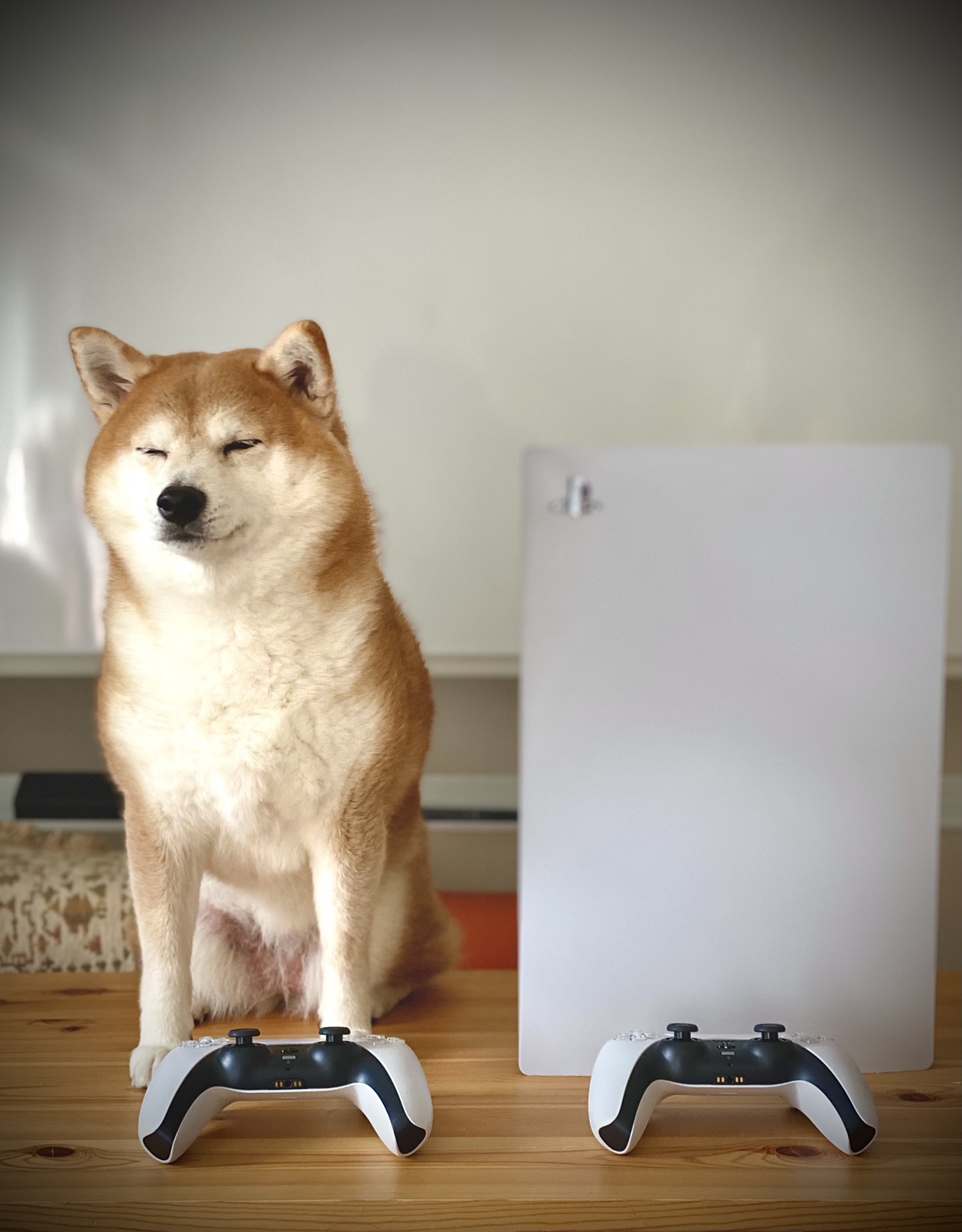 柴犬 ちゃーこさんの日常 Cha Kosan Twitter