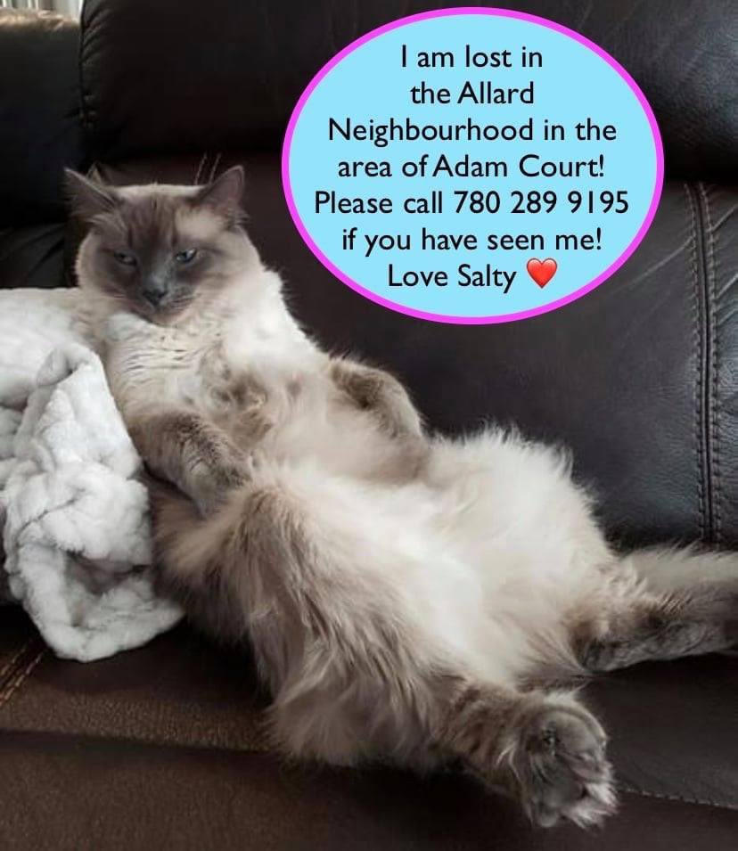 SAFEteamrescue's tweet photo. ***COURTESY POST - MISSING KITTY - PLEASE SHARE***
Salty is missing in the Allard Neighbourhood in the area of Adam Court.  Please contact 780 289 9195 if you have seen him. Thank you for your help in getting Salty back home safe and sound! #yegmissingcat #yegmissingpets #yeg https://t.co/oLHbNQXZP5
