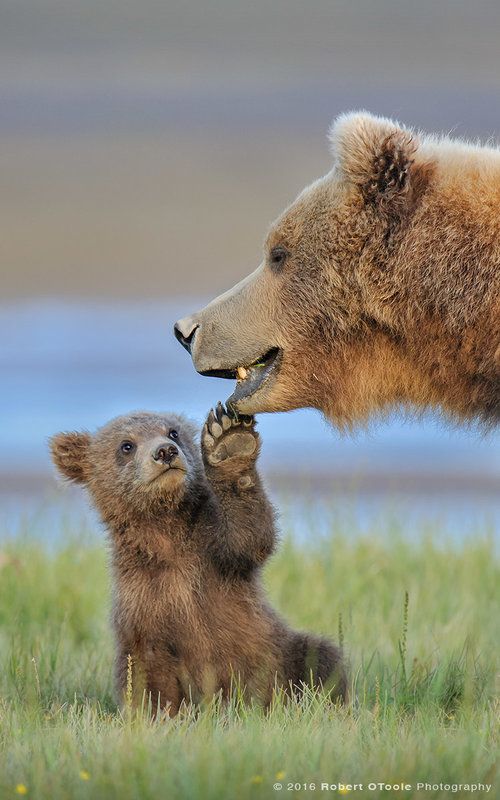 SarahHa06942483's tweet photo. Beautiful Nature, Beautiful Lives #NaturalBeauty #wildlife https://t.co/RkdoPJcSRz
