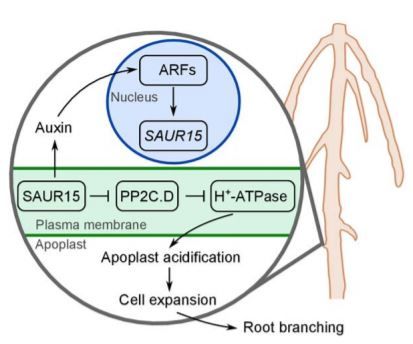 plantae_org's tweet photo. Plant Physiology NEWS &amp; VIEWS: SAUR15 Connects Auxin Perception to Lateral and Adventitious Root Formation #Auxin #PlantGrowth #PlantSci #PlantBiology https://t.co/QX7XZ41KRj https://t.co/OUOUuj0cE2