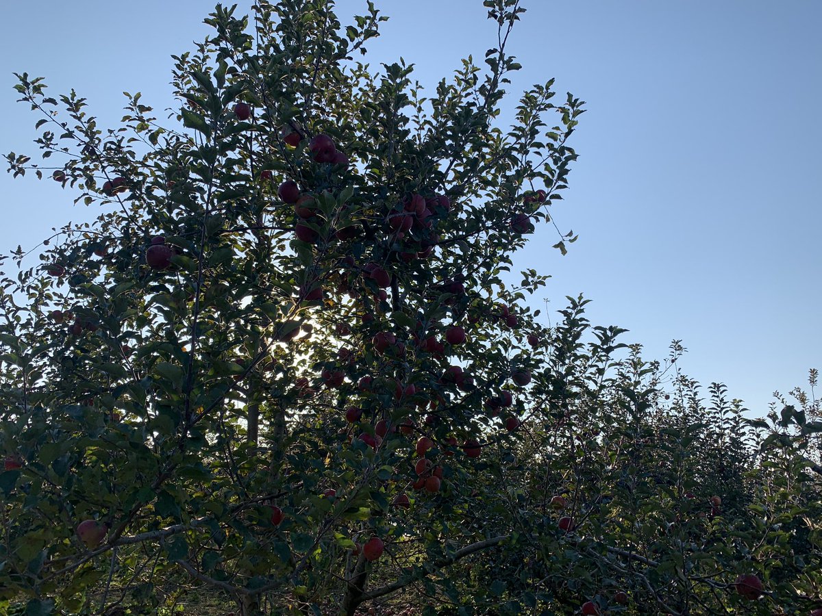 千曲川河川敷に中にある、我が、洪水やら増水やらで毎年しんどいファームではサンふじが蜜入りタイムに入りました。