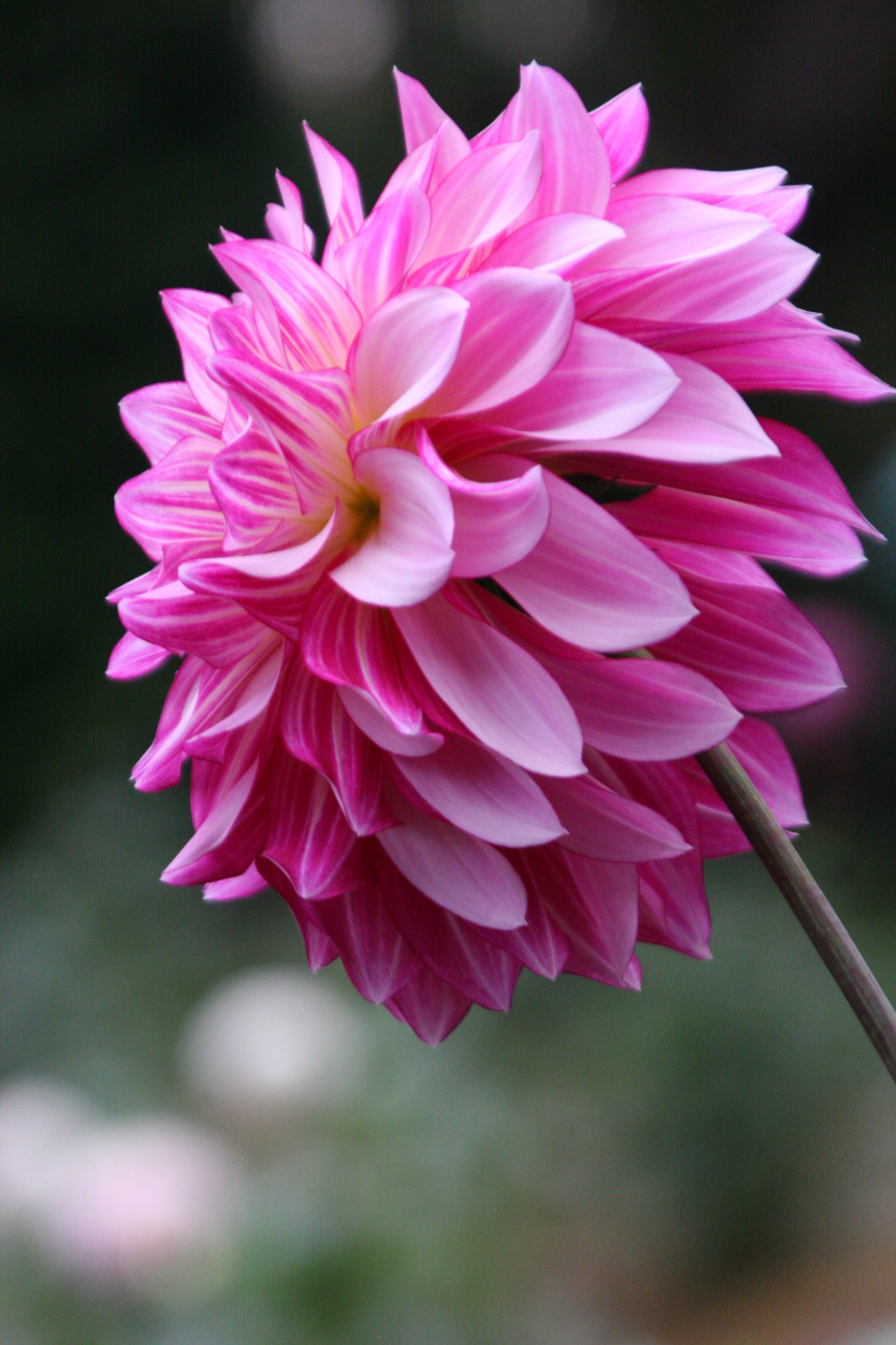 神代植物公園 ニュース スタッフより 広報係 ダリア園の ダリア は まだ見ごろ 写真は 後ろ姿美人の 雪椿 ノーブライト 紅白の色合いが美しい 祝賀会 神代植物公園 Dahlias Dahlialove T Co Bmd4be3pqe Twitter