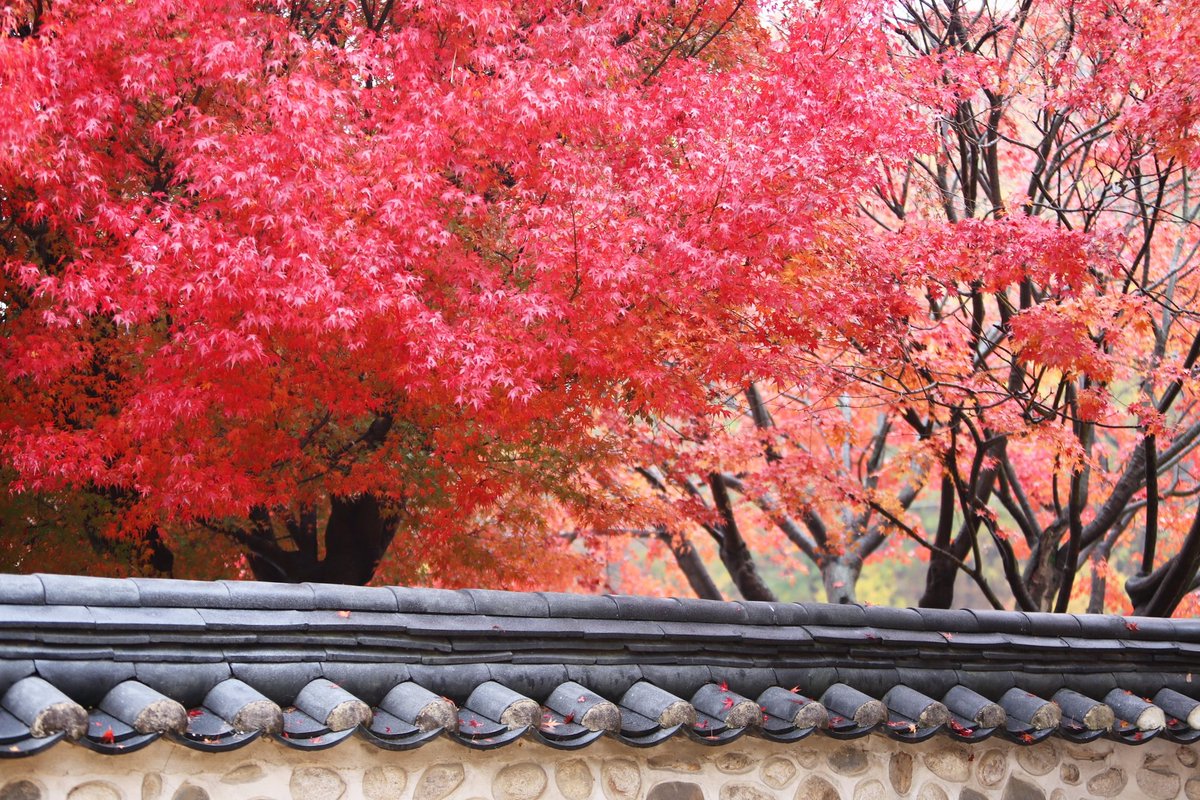 picasso_park's tweet photo. 파주집과 가까운곳에 이쁜곳이 많다. 11월 막바지 가을색 담기...^^
#파주 #가을 #자운서원 #율곡선생유적지 #단풍 #형형색색 #울긋불긋 #tre #autumn #갤럭시노트9 #아름답다 #가을풍경 https://t.co/ok0577dlcn