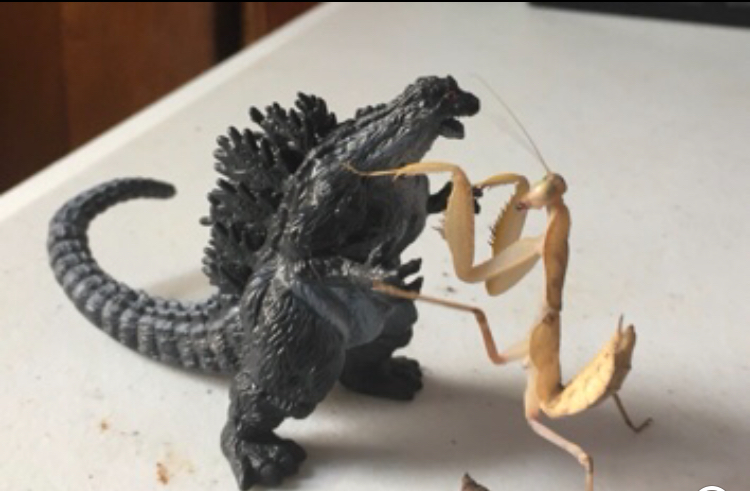 Bre_Hive's tweet photo. I remember when Midnight fought Godzilla. #RIPMidnight #Godzilla #kaiju https://t.co/jFENgV9zHc