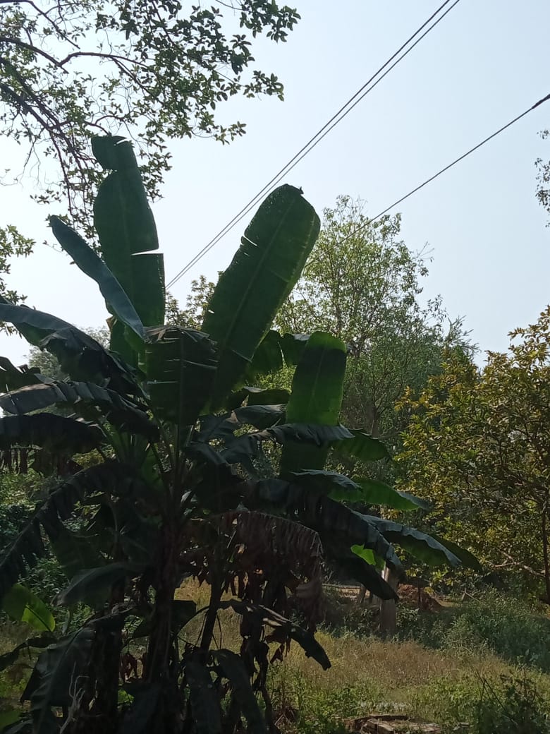 इस दिवाली पर निर्बाध विद्युत आपूर्ति के लिए विद्युत विभाग प्रतिबद्ध है ।अतः आज 33 के वी मिल्कीपुर की पेड़ो की छटाई की गई।#Mvvnlayodhya