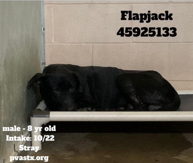 PrimalAwakening's tweet image. What's 8 yr old SENIOR💙FLAPJACK💙45925133 doing in a place like this you ask? Well, obviously nothing. And worse news is, he's being kept against his own will. He'd rather be in a 4ever home in a cushy bed. Please #RESCUE #FOSTER. #PVASTX #PLEDGE AT LINK
facebook.com/groups/4715307…
