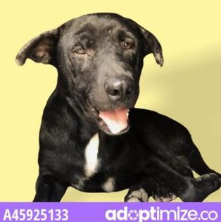 PrimalAwakening's tweet image. What's 8 yr old SENIOR💙FLAPJACK💙45925133 doing in a place like this you ask? Well, obviously nothing. And worse news is, he's being kept against his own will. He'd rather be in a 4ever home in a cushy bed. Please #RESCUE #FOSTER. #PVASTX #PLEDGE AT LINK
facebook.com/groups/4715307…