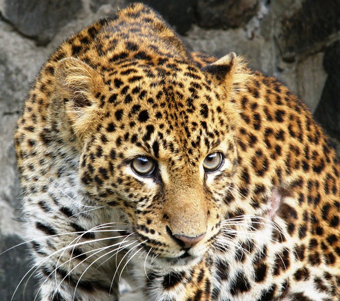 ASTIndonesia's tweet photo. Exciting news today of sighting of #Javanleopard likely to be one released by ASTI a few years ago. And even if it's a different leopard, it's still exciting! https://t.co/DVKcreLlX7