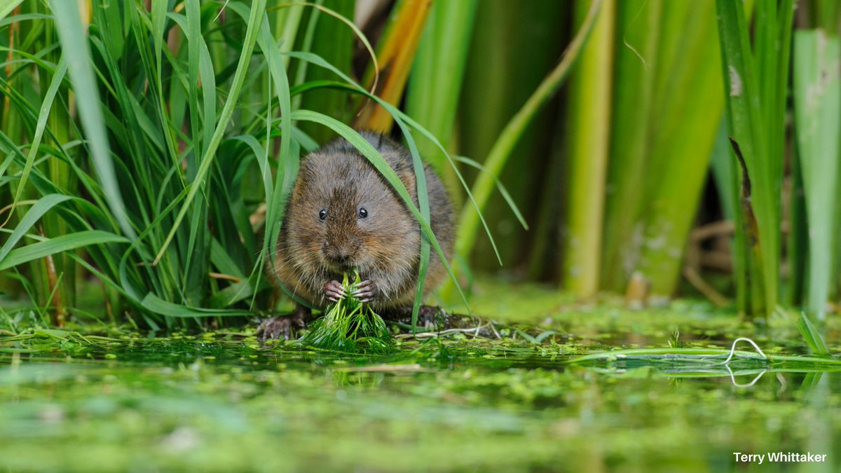 We're looking to recruit Trustees to help steer our charity. You don’t have to have experience of working as a Trustee already- just integrity, time to commit, enthusiasm for our work &amp; passion for wildlife. Apply by 4th Jan👉somersetwildlife.org/volunteering-o… <a href="/SomersetCool/">Jenna Myles</a> <a href="/_wordgetsaround/">Paul Smith</a>