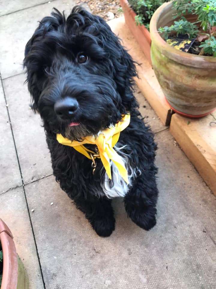 CCFCheetahUK's tweet photo. Introducing Bill! He’s a #sproodle pup who loves playing with other #dogs, eating treats, especially from puzzle toys &amp; air licking! He also LOVES jumping through long grass. He’s having a great time in the #paws4claws gang on his #walkies for #cheetahs https://t.co/ML0rVG0GIf https://t.co/NMC6VKkgrr