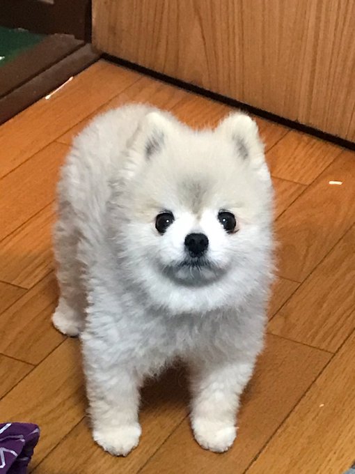 犬 なんでなでてくれないの 怒 在宅勤務の意味がわからず家にいるのになでてくれない飼い主さんに激おこ ねとらぼ