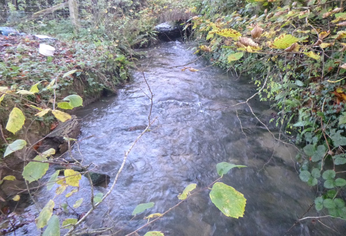 BristolAvonRT's tweet photo. We're excited to be working with @CotswoldsAONB on a fantastic project looking to improve the headwaters of the #LittleAvon. First step is to collect baseline ecology data and we are pleased to have found a wonderful macro-invert community at this site on the #Ozleworth Brook! https://t.co/7uRPnzFLjD