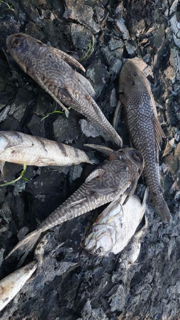 Gobernación de Santa Cruz tweet media