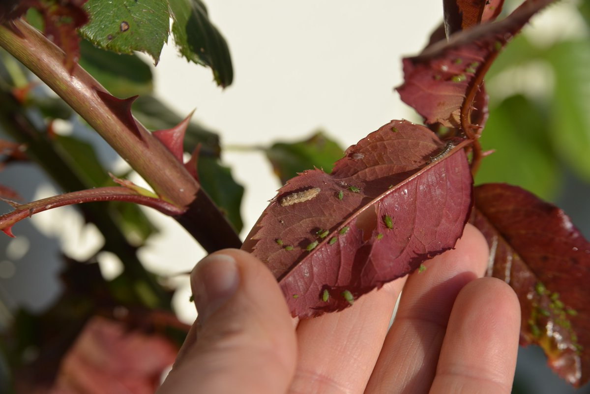 Lees over tuinklusjes, ideeën en tips onze nieuwsbrief van november en leer meer over "plagende" dieren, een tuinontwerp met een "leenboom" en over het nieuwe "winterklaar" maken van je tuin.
wildeweelde.nl/nieuwsbrief-no…