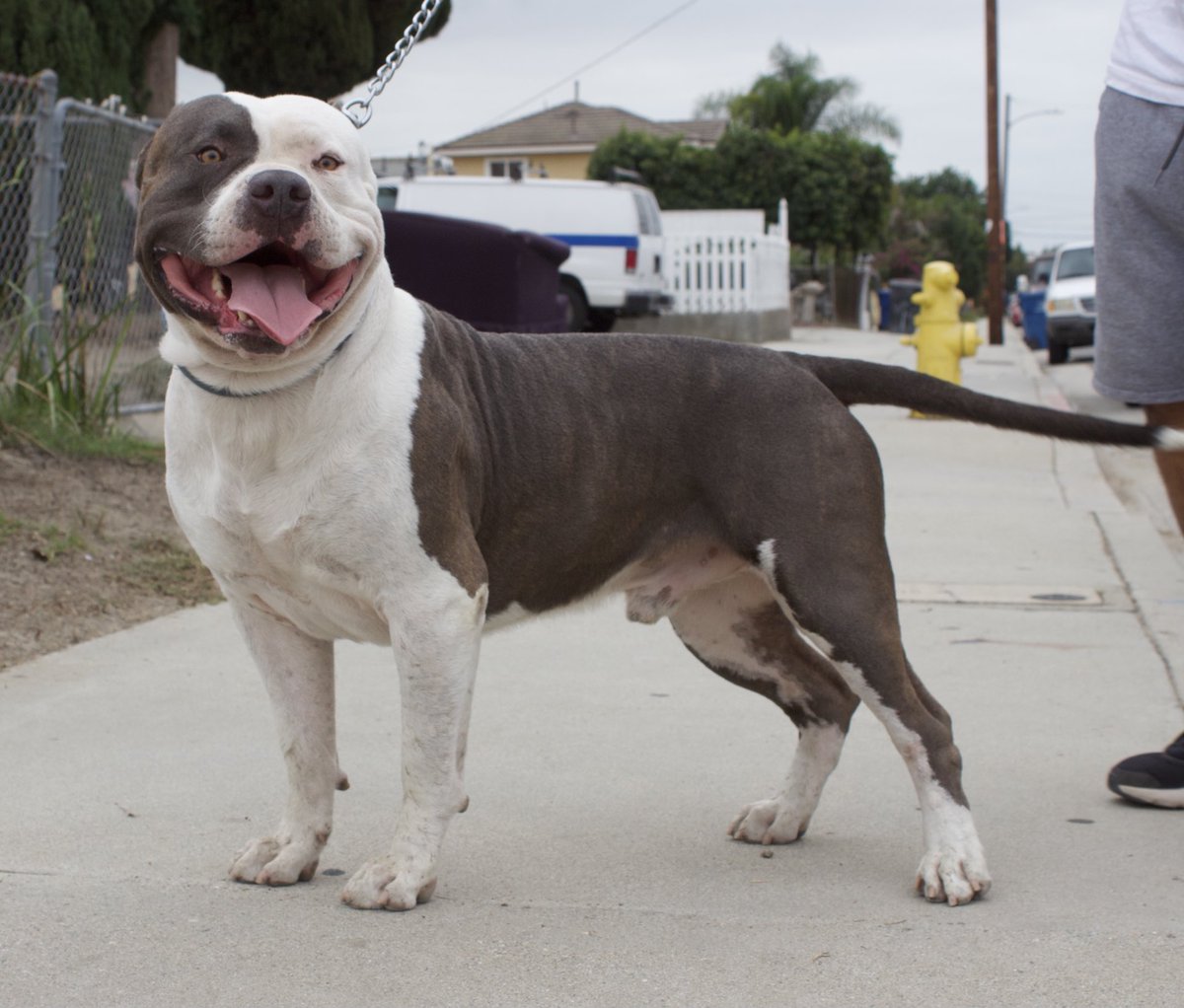 XXXCLUSIVEBULLY's tweet photo. XXXCLUSIVE BAMBAM
#americanbullyz
#bullyoftheday
#xlbullyz https://t.co/pcnimA816g