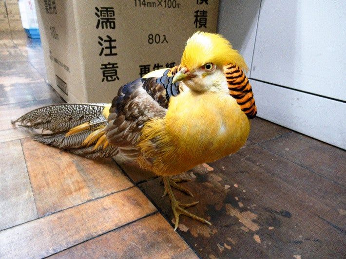金色の鳥保護 浜松 : ニュース 浜松東署は4日、中国に生息し金色の