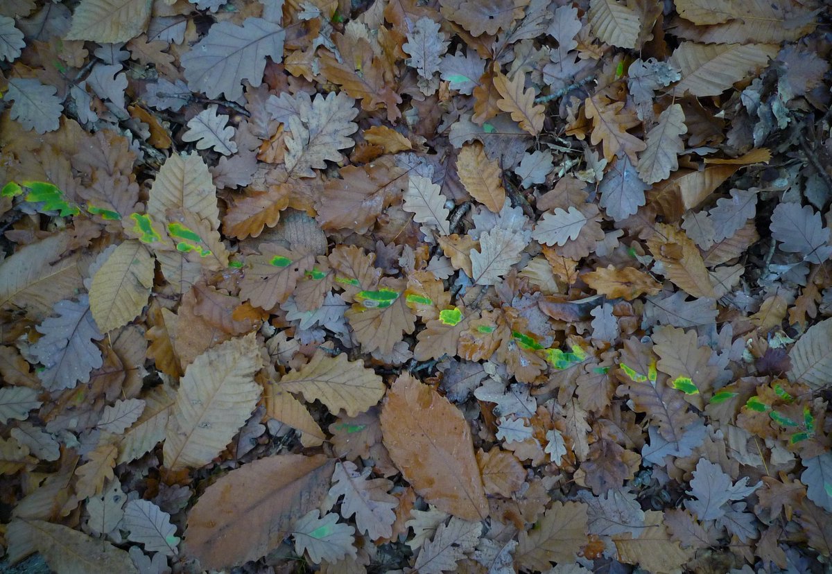 wheatpath's tweet photo. (1/3) In the middle of brown, a mysterious dotted green line... 🤔 https://t.co/KZvtfhwrkZ