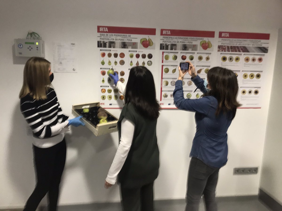 Preparant el video promocional amb el material generat a les demos #FISIOFRUIT #PATOPOST <a href="/irtacat/">IRTA</a> <a href="/ruralcat/">Ruralcat</a> #demosDARP