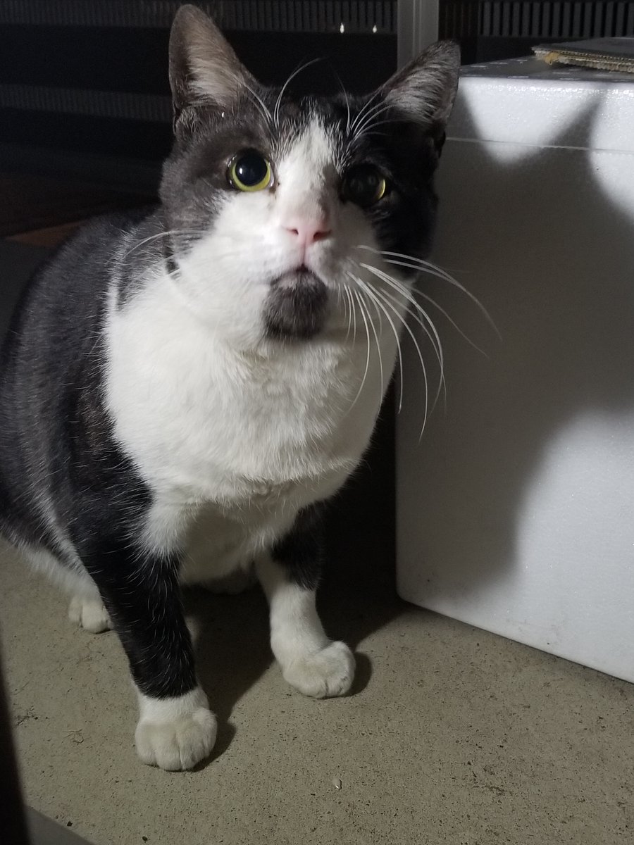 toitoitoime's tweet photo. 迷い猫 埼玉県富士見市 です。
先月末ぐらいから、ベランダに現れます。
網戸越しですが、かなり慣れてる様子も見られます。

特徴：あごに縦髭の模様があります。

#迷子猫　#迷い猫　#三毛猫　#短毛猫　#ハチワレ #脱走猫 https://t.co/Ih2s6NsLkK