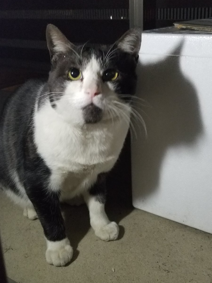 toitoitoime's tweet photo. 迷い猫 埼玉県富士見市 です。
先月末ぐらいから、ベランダに現れます。
網戸越しですが、かなり慣れてる様子も見られます。

特徴：あごに縦髭の模様があります。

#迷子猫　#迷い猫　#三毛猫　#短毛猫　#ハチワレ #脱走猫 https://t.co/Ih2s6NsLkK