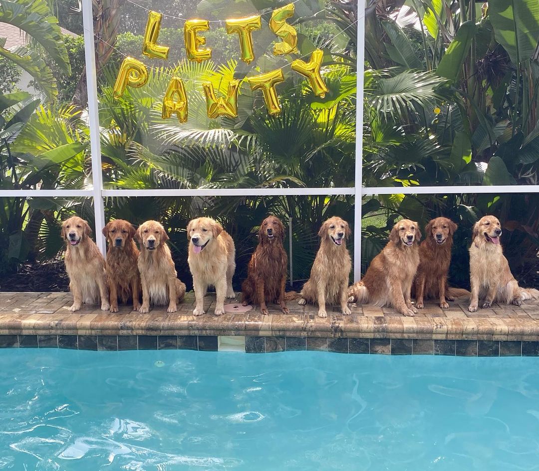 retrieverspage's tweet photo. It's party time😎😎😎

Follow @retrieverspage for more
Love &amp; Retweet for your friend who needs to see this❤
#dogsoftwitter #GoldenRetriever #puppylove #cutedog https://t.co/m4nlEAXsWq