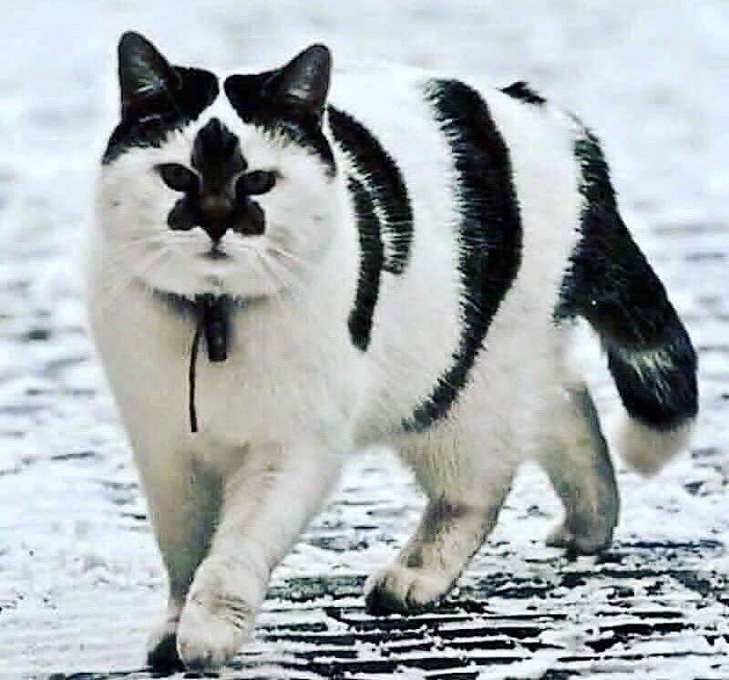 gOiiuJfReJAfoRe's tweet photo. Мицубиси или Канадец? https://t.co/o8Cmgyk8WC