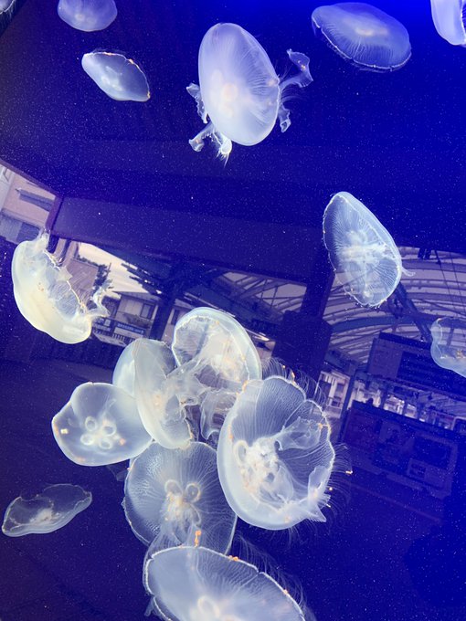 江ノ島水族館のtwitterイラスト検索結果 古い順 江ノ島水族館のtwitterイラスト検索結果 古い順