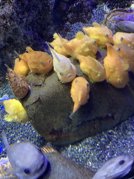 江ノ島水族館のtwitterイラスト検索結果 古い順 江ノ島水族館のtwitterイラスト検索結果 古い順