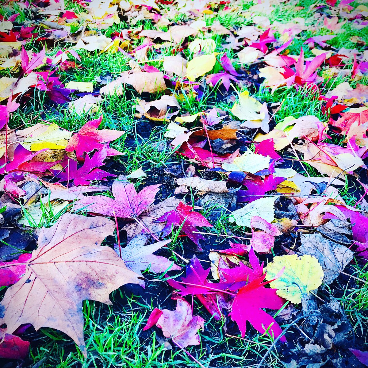 TheWhippetInn's tweet image. youtu.be/4qoTzDPDvE8    We miss you (Kensal) most of all... #autumn leaves 🍁 #coldcut what’s your favourite version? #edithpiaf #natkingcole #franksinatra #ericclapton  #evacassidy 
#tuneoftheday #daveonthedecks #whippetinn #kensalrise #kensalgreen #urbanpubsandbars