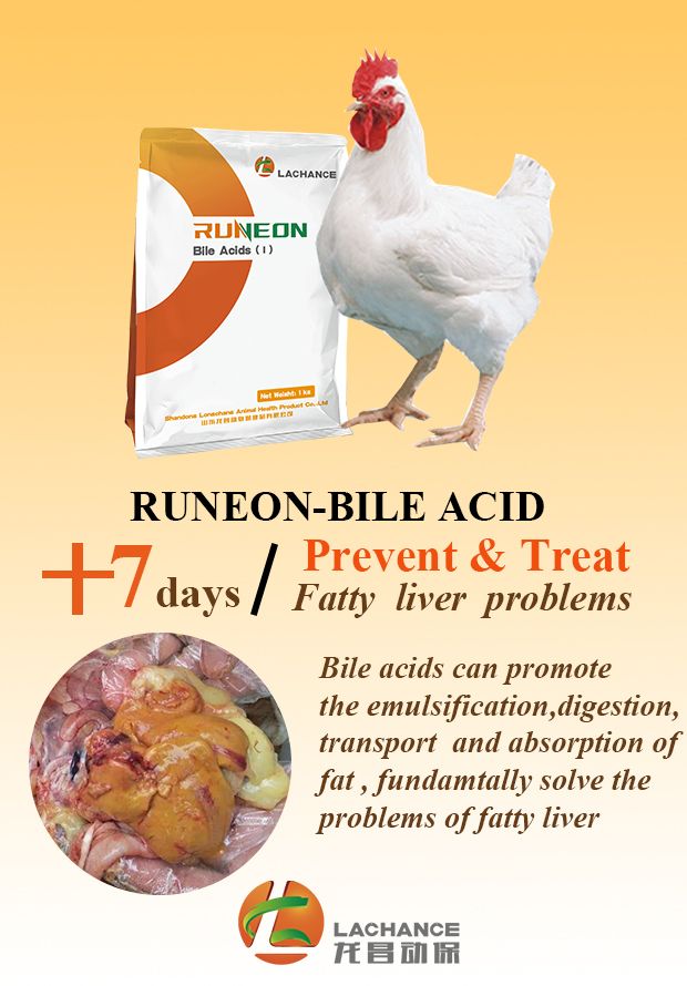 If your poultry have fatty liver, please pay attention to this problem. Bile acids can promote fat digestion and absorption, prevent and cure fatty liver at the same time.  #bileacids #protectliverhealthy #preventfattyliver