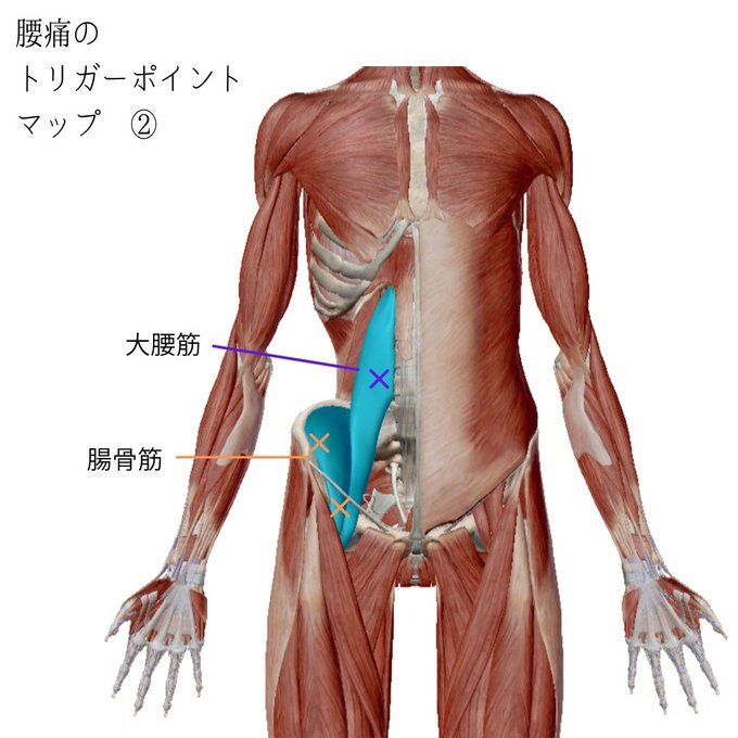 大腰筋のtwitterイラスト検索結果 大腰筋のtwitterイラスト検索結果