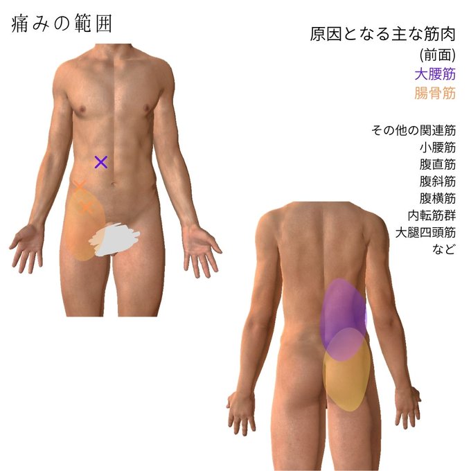腸腰筋のtwitterイラスト検索結果 腸腰筋のtwitterイラスト検索結果