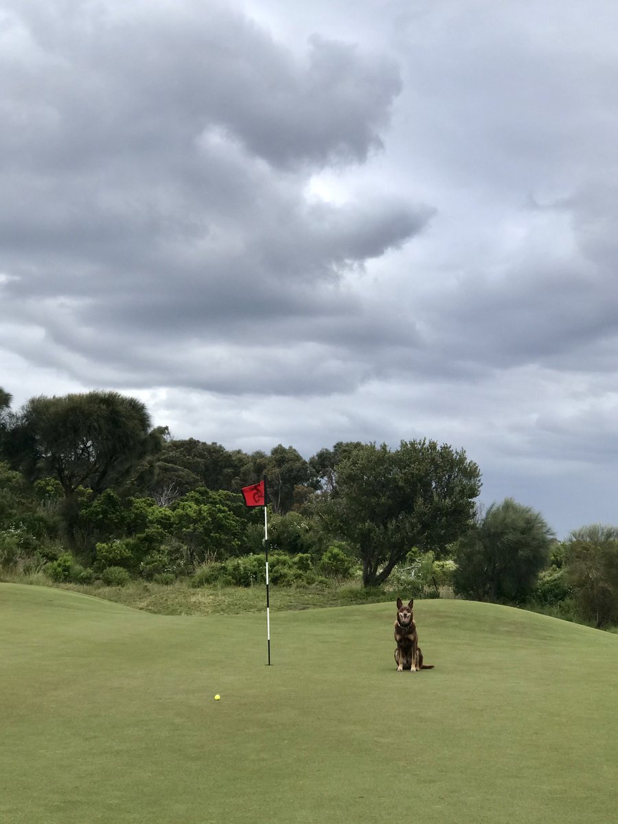 nonsensiblekate's tweet image. Weeknight adventures.... #howgoodisgolf