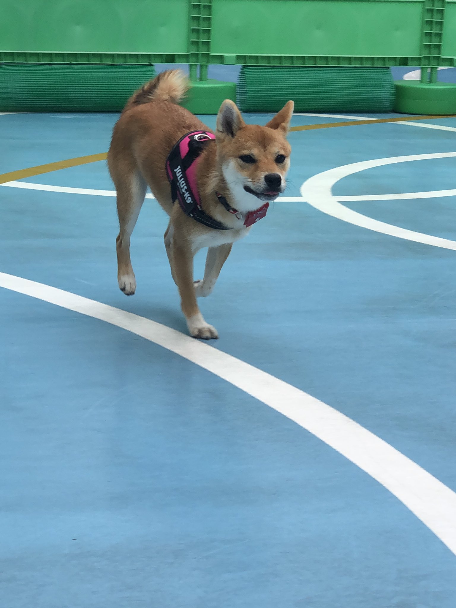 柴犬お凛の日常 Rin S Life 走るお凛 躍動感 細マッチョ お凛が迫りくる 飛行犬 ならず ｼｮﾎﾞｰﾝ 柴犬 Shiba ドッグラン 走る犬 細マッチョ 柴犬お凛 1歳 T Co Ubgfpl4bhr Twitter