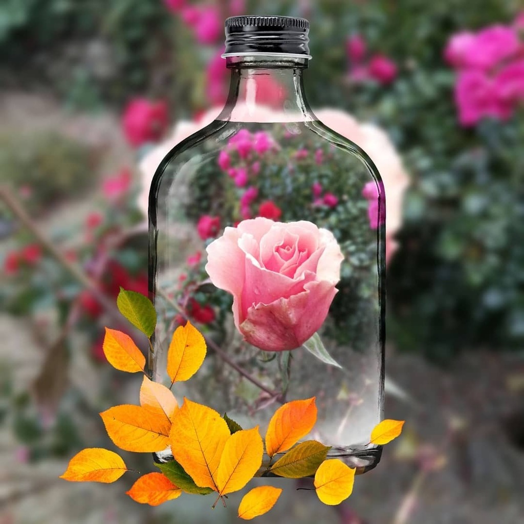 GrowWriteRepeat's tweet photo. Rosa Just Joey. If only I could bottle the scent. Come to think of it, I could!

#perfume #eaudeparfum #rose #perfumes #justjoey #pipcamera #flowerpower #flowers #plants #autumn #pretty #floweroftheday #flowermagic https://t.co/uqz6LHnriC https://t.co/K2ec9zH6YK