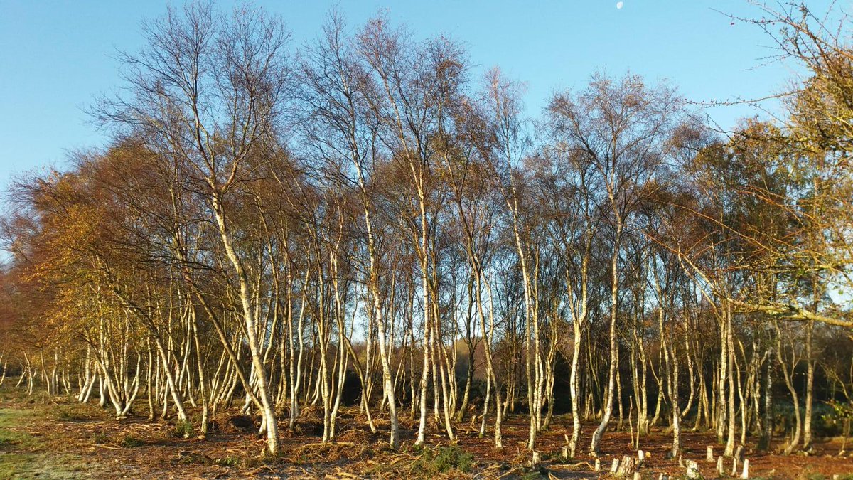 A beautiful morning at East Knighton heath. Our heathland restoration programme is removing gorse and birch to allow more heather to propagate. #conservation #lulworth #Ecology