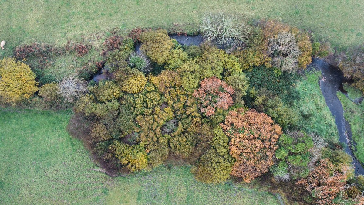 I am totally convinced that these are the sites to lead our native woodland recovery from.Refugia of ecological heritage.We just need to allow them expand.It won't suit all landowners owners and that's ok, but once designed correctly I think it will suit very many.