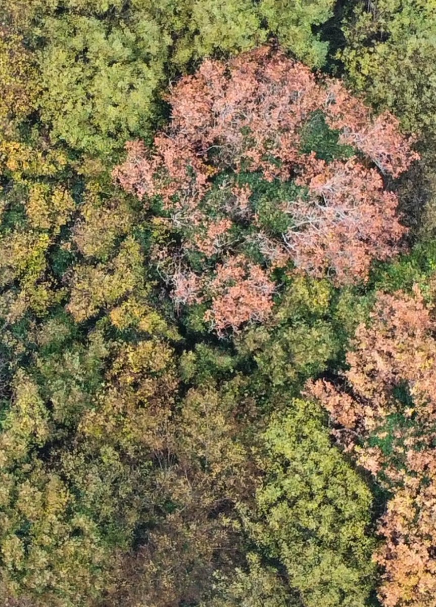In my opinion, our native woodlands deserve their own strategy, their own team and their own funding. Hoping to piggyback them in on the back of the commercial forestry programme lacks the ambition and efficacy they deserve.(Ivy adding a verdant splash to muted winter crowns)