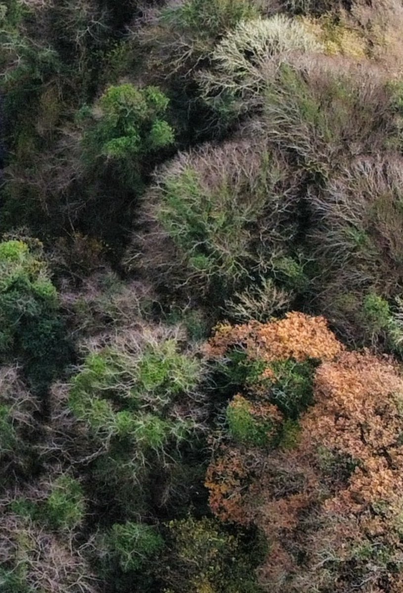 In my opinion, our native woodlands deserve their own strategy, their own team and their own funding. Hoping to piggyback them in on the back of the commercial forestry programme lacks the ambition and efficacy they deserve.(Ivy adding a verdant splash to muted winter crowns)