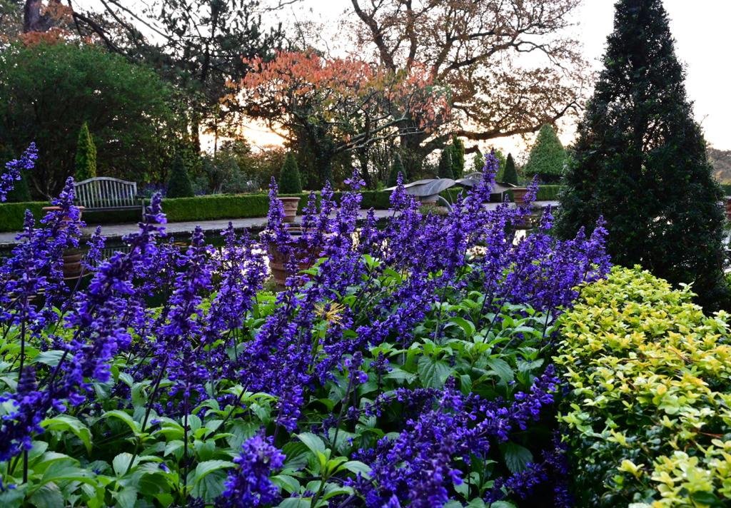 bordehillgarden's tweet photo. Salvia ‘Mystic Spires Blue’ still managing to put on a wonderful show of colour @bordehillgarden in the late Autumn sunshine. #salvias #westsussex #sussexgardens #plantsforcolour #lastingcolour https://t.co/rlz4e9iOX6
