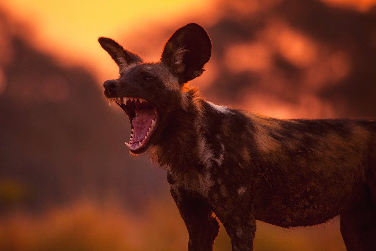 Nick Lyon tweet media