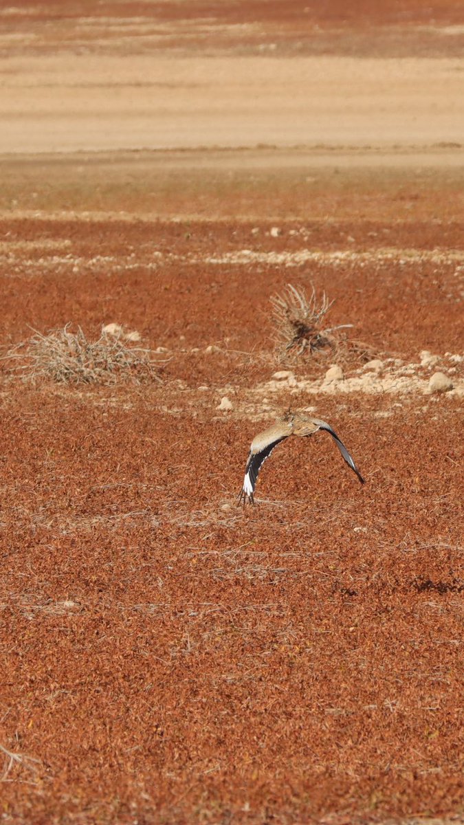 Bizim 10 gün boyunca toparlaması için uğraştığımız Yakalı Toy, Türkiye’den çıkamadan vurularak öldürülmüş. Cesedini Yozgat kırsalında bulduk. Üzerinde az miktarda saçma ve kanadında kan izleri var... Üzgünüm. Doğu Karadeniz seyahatini yarıda kesip kuşun cesedini almaya gittik...