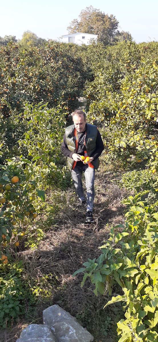 Seferihisar Sığacık bölgesindeyiz. Depremden zarar görenler için koordinasyon toplantısına giderken yolda bir bahçe gördüm.
Canım çok çekti.
3 mandalina çaldım.😁
Sahibine sesleniyorum.
Hakkını helal et.